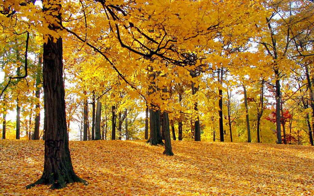 142714,xcitefun-farewell-to-fall-16.jpeg