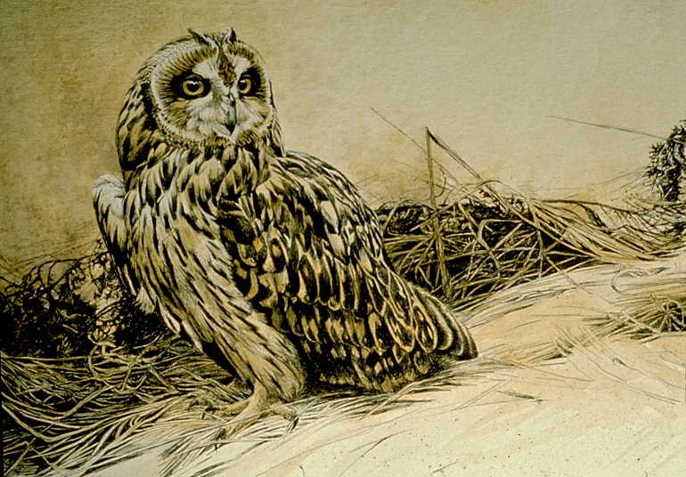 ShortearedOwl.jpg