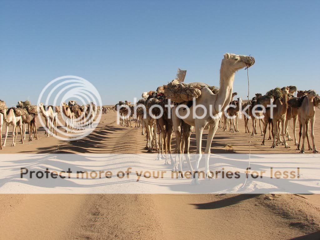 Teneredesert-Niger4.jpg