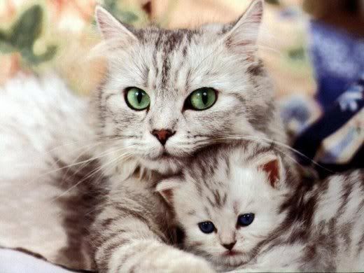 Animals_And_Their_Babies_2.jpg