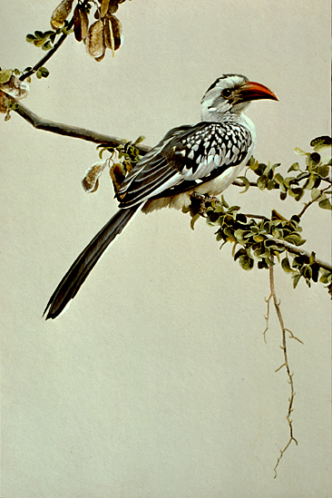 RedbilledHornbill.jpg