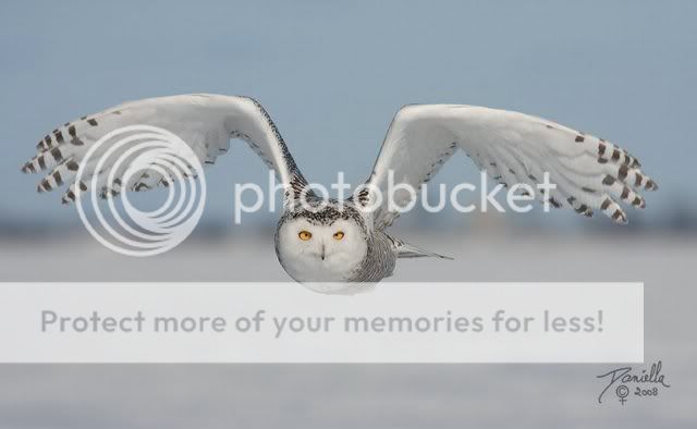 BeautifulSnowOwl17.jpg