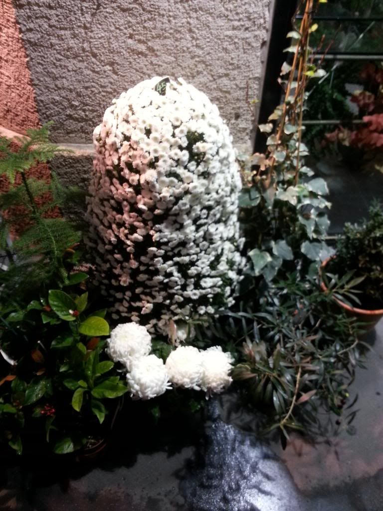 2012-11-02174613.jpg