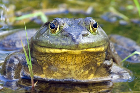 american_bullfrog_3798np.jpg