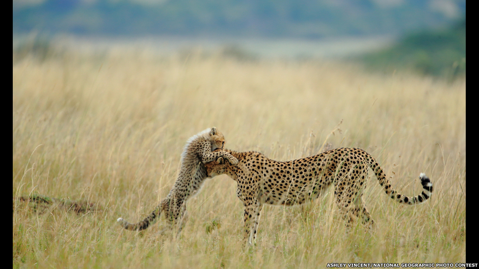 130107153450_vc_tender-moment.jpg