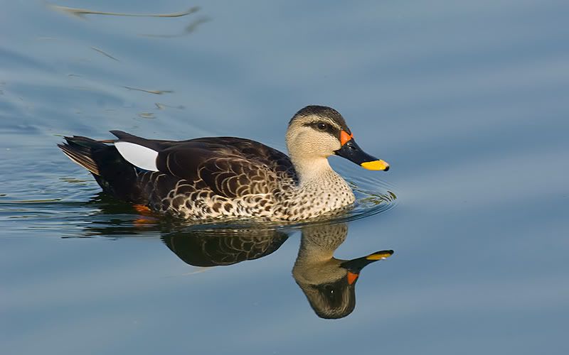 Spot-billed-Duck-Jam.jpg