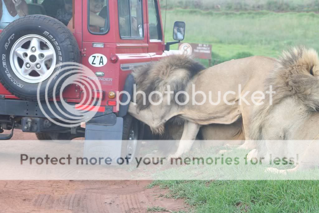 safari.jpg