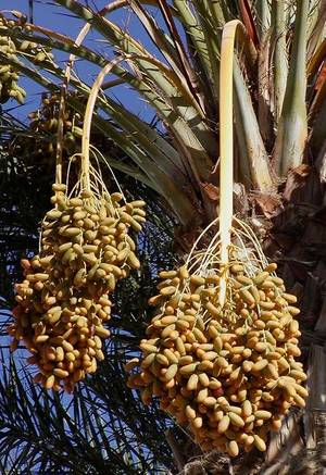 RTEmagicC_411px-Dates_on_date_palm.jpg.jpg