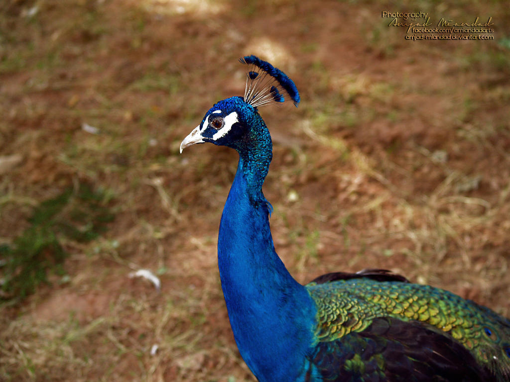 peacock_2_by_amjad_miandad-d6ikulw.jpg