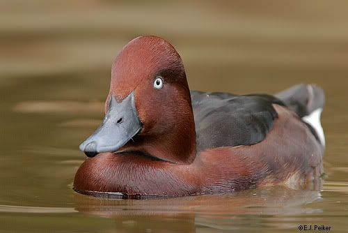 AZ_FerruginousDuck02.jpg