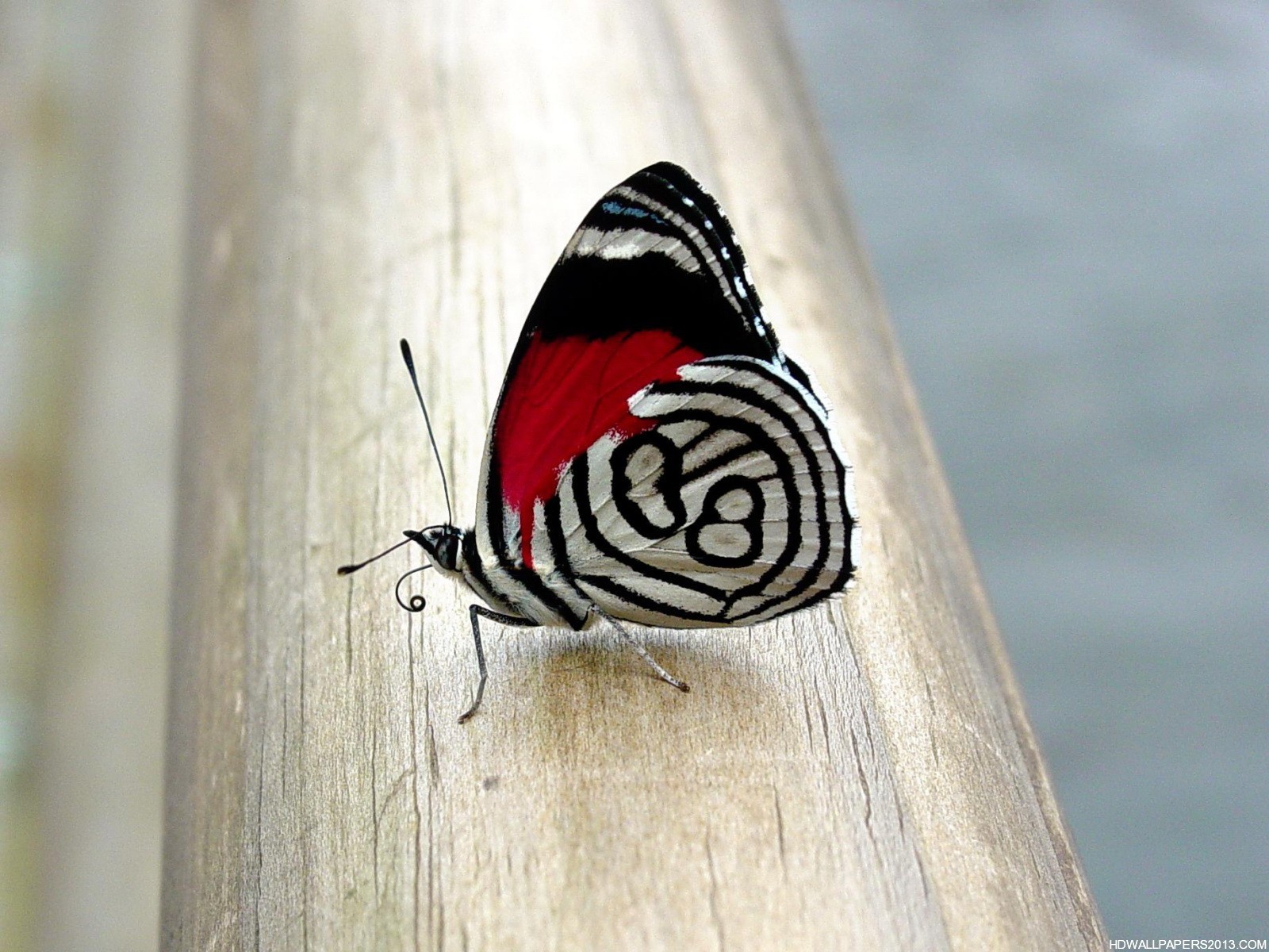 butterfly-wallpapers.jpg
