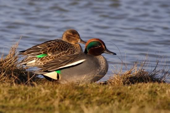 550px-Common_Teal.jpg