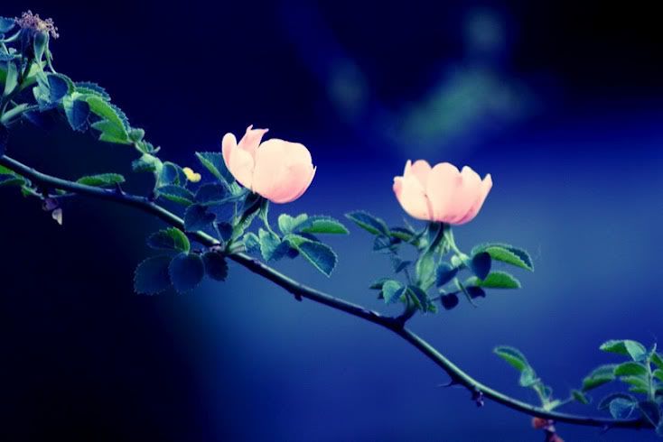 Pinkby304.jpg