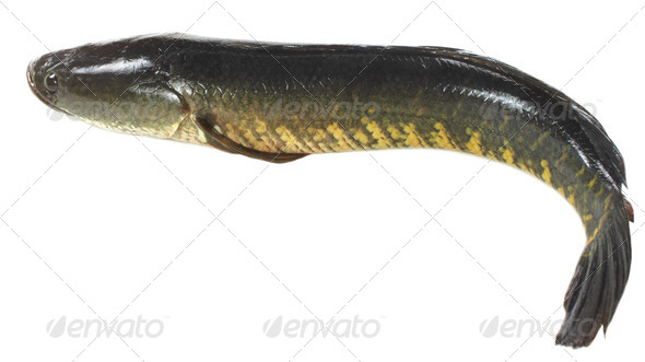 snakehead.jpg