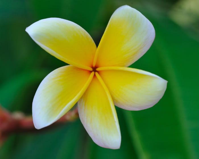 plumeria-03.jpg