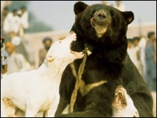 090917101809_bear_dog_fight_226.jpg