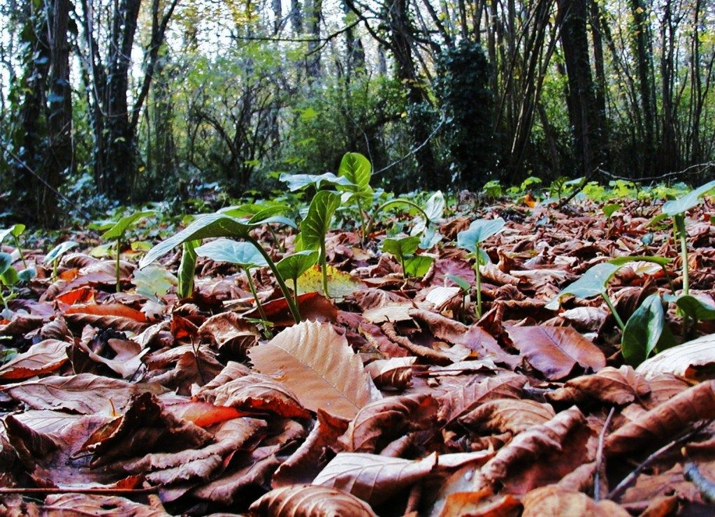 leaves.jpg