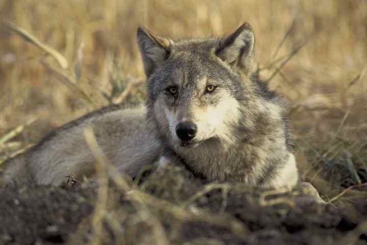 Wolf+Face.jpg