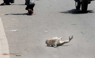 monkey-rascue05.jpg