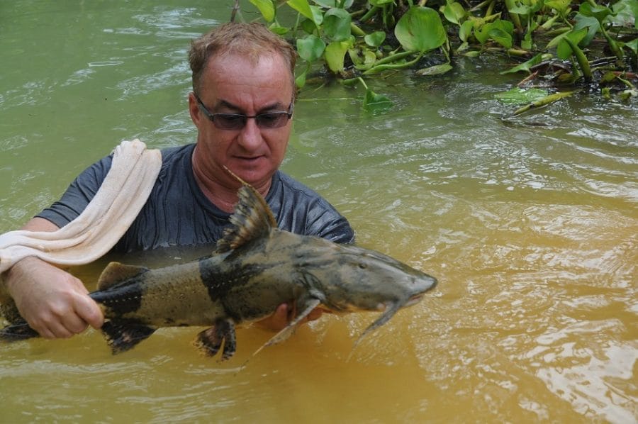 Baby-Goonch-Catfish.jpg