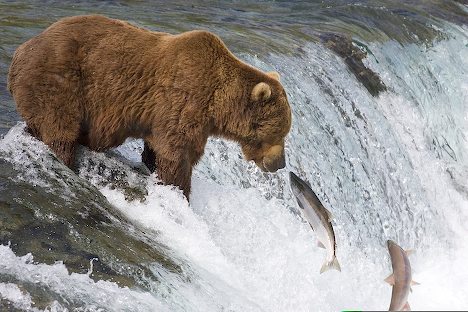 Brown-Bear-05.jpg
