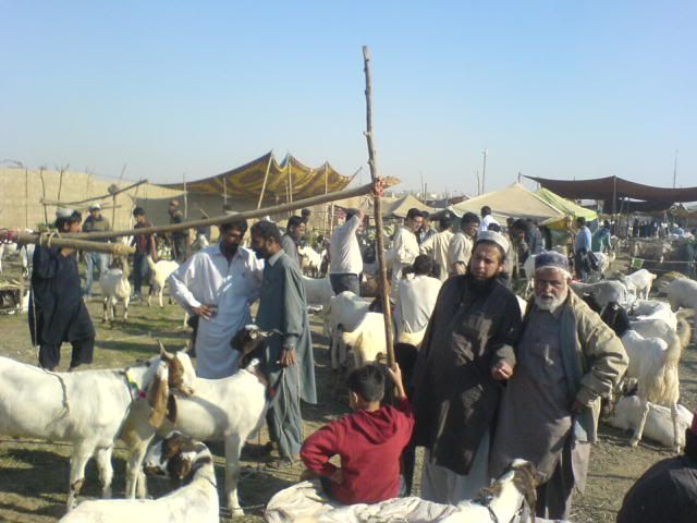 DSC00894.jpg
