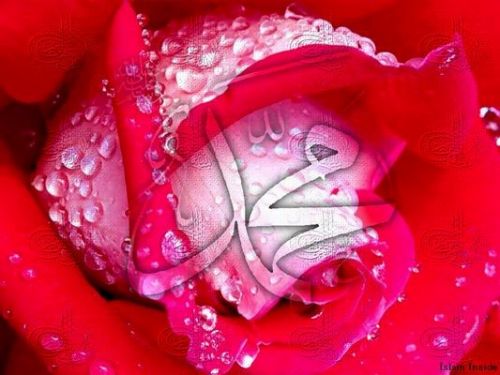 gorsel_021857_pink_rose_muhammad.jpg