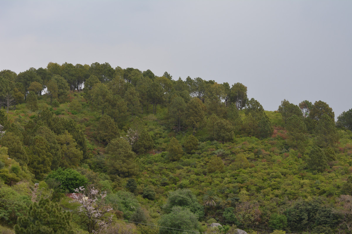 DSC-3125.jpg