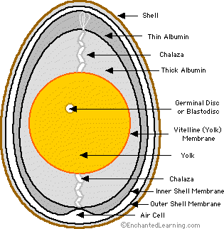 eggcrosssection.GIF