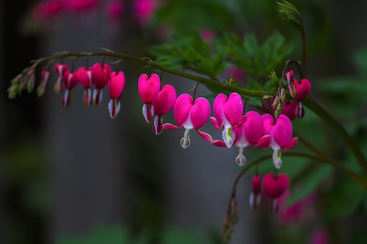 Pinkby100.jpg