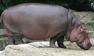 320px-Nijlpaard.jpg