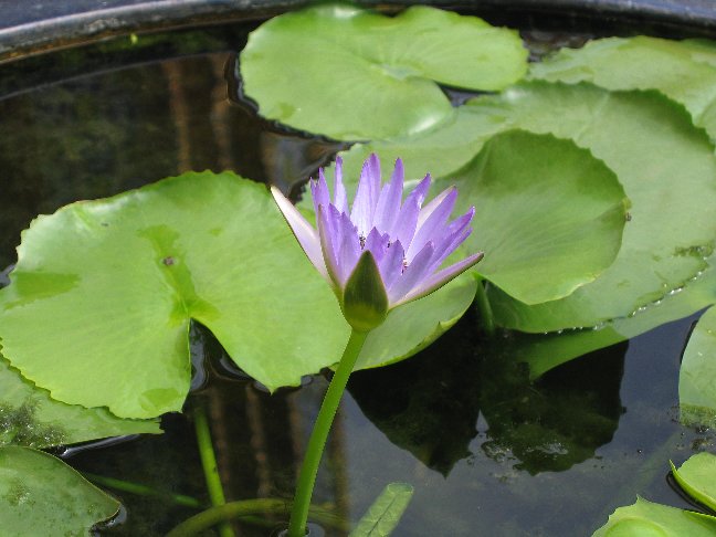 Water_lily.jpg