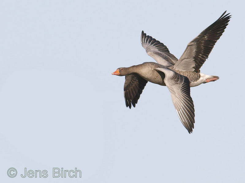 four-winged-bird-perfect-timing.jpg