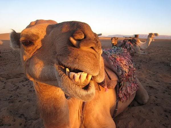 weird-and-funny-photos07.jpg