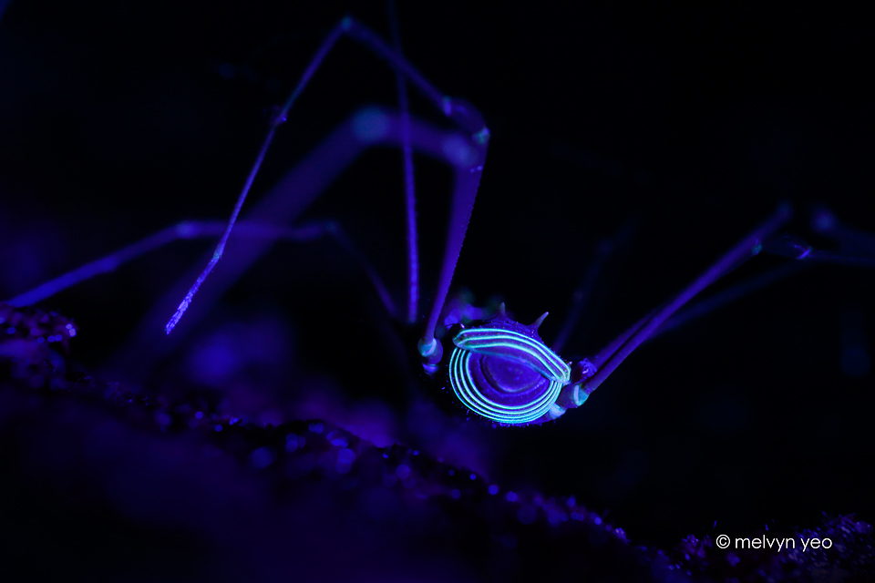 uv_fluorescent_harvestmen_by_melvynyeo-d5ipr2a.jpg