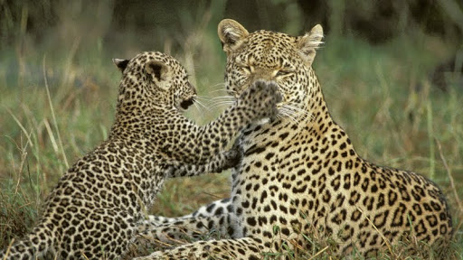 Leopard+and+Cub.jpg