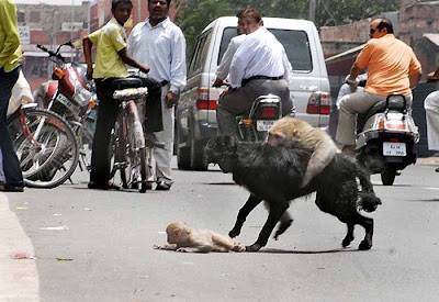 monkey-rascue03.jpg