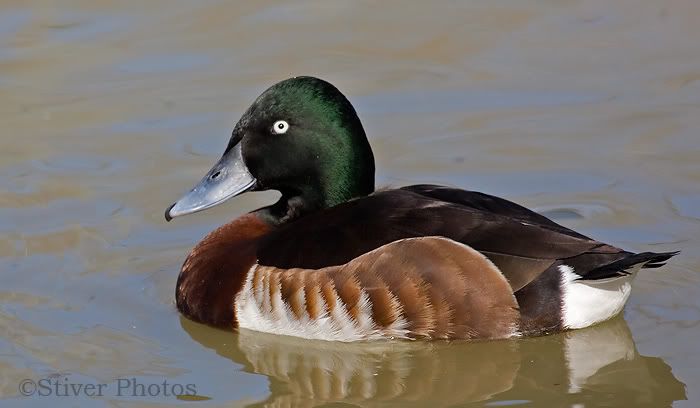 baers_pochard4.jpg