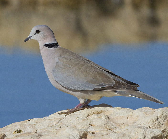 2012_Ring-necked_Dove.jpg