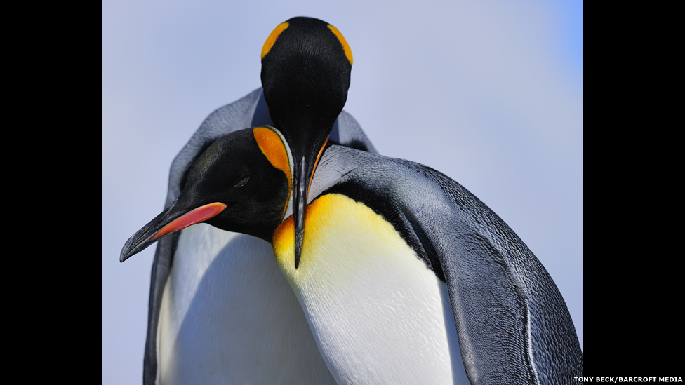 130122122800_bm_penguins_09.jpg