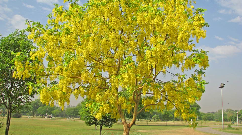 amaltas24.jpg