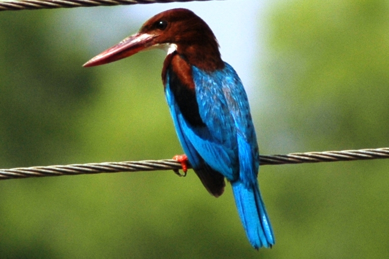 White-throated_Kingfisher_(Shankar).jpg