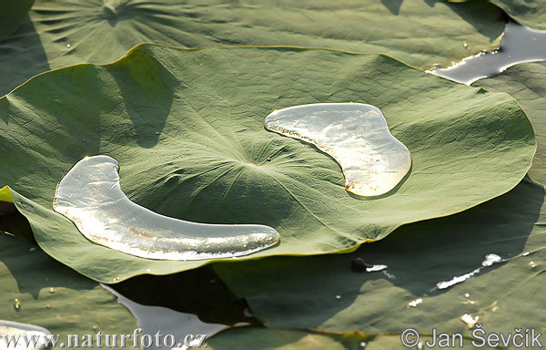 water-lily--water-lily.jpg