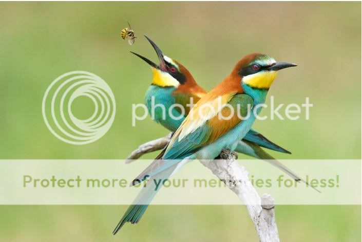 birds.jpg