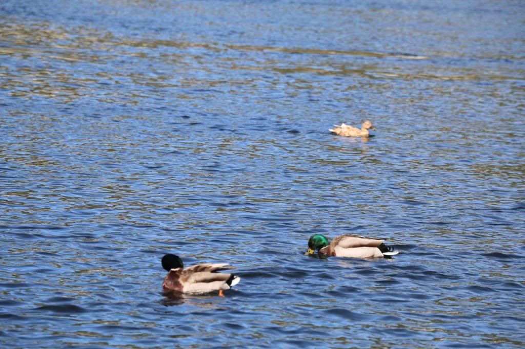 IMG_1483.jpg~original