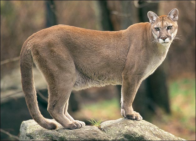 Cougar-02.jpg