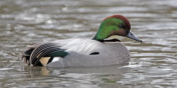 Falcated20Duck.jpg