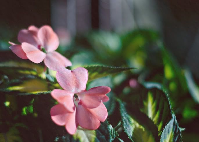 pinkby092.jpg