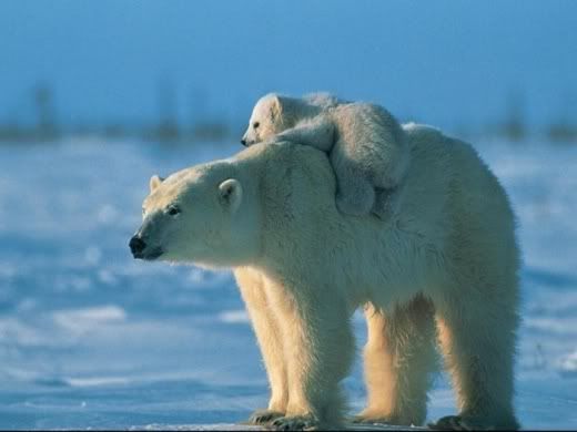 Animals_And_Their_Babies_13.jpg