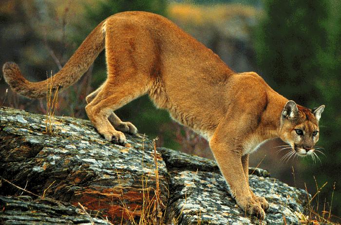 Cougar-01.jpg